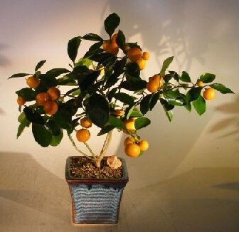 Orange Citrus Bonsai Tree