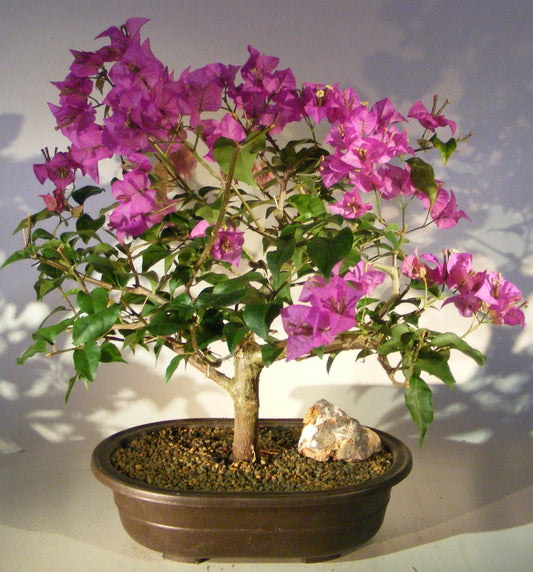 Flowering Bougainvillea Bonsai Tree - Large (Pink Pixie)
