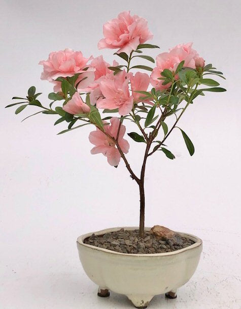 Flowering Pink Azalea Bonsai Tree (azalea 'Tiny Dancer')