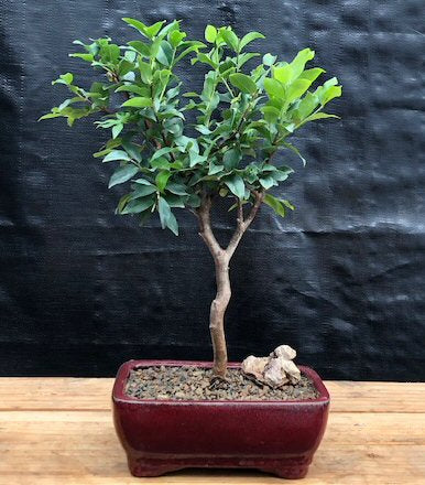 Flowering Jaboticaba Bonsai Tree - Small (eugenia cauliflora)
