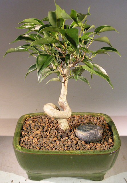 Oriental Ficus Bonsai Tree - Small Coiled Trunk