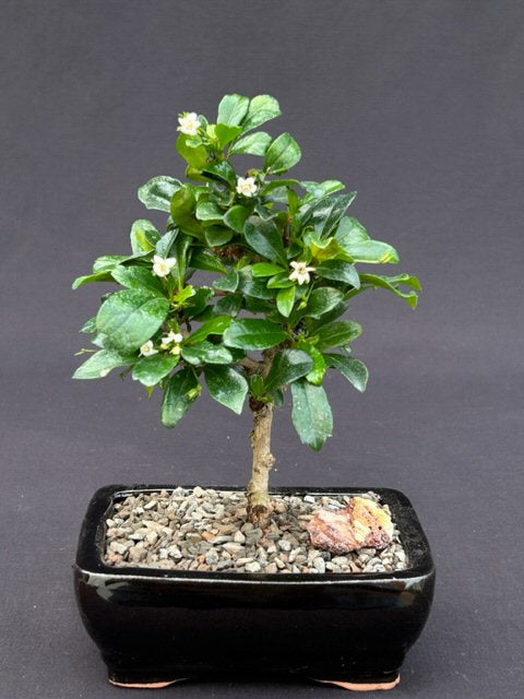 Fukien Tea Bonsai Tree - Small Straight Trunk Style (ehretia microphylla)