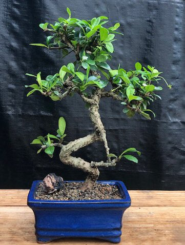 Flowering Fukien Tea Bonsai Tree - Small Curved Trunk Style (ehretia microphylla)