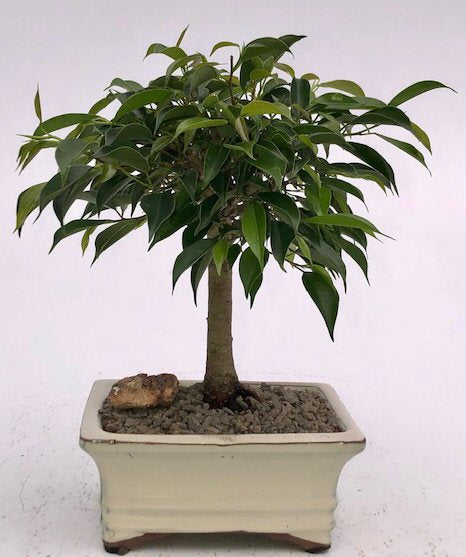 Oriental Ficus Bonsai Tree - Medium  (ficus benjamina 'orientalis')