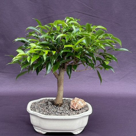 Oriental Ficus Bonsai Tree - Medium  (ficus benjamina orientalis)