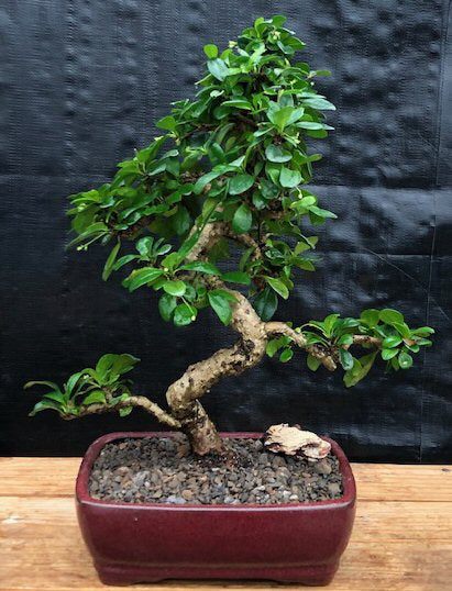 Fukien Tea Flowering Bonsai Tree - Extra Large Curved Trunk Style (ehretia microphylla)