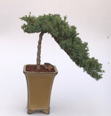 Juniper Bonsai Tree - Cascade Style (juniper procumbens nana)
