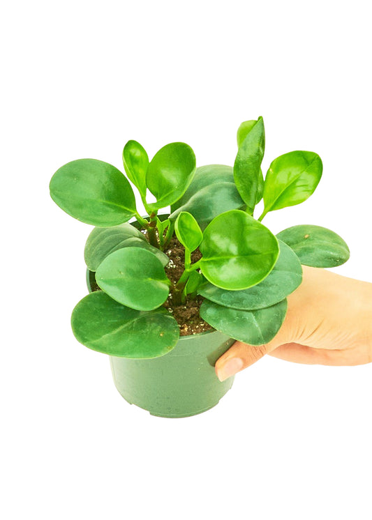 Baby Rubber Plant, Small