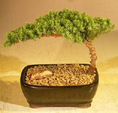 Juniper Bonsai Tree  Complete Starter Kit