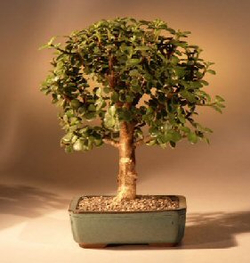 Baby Jade Bonsai Tree Complete Starter Kit