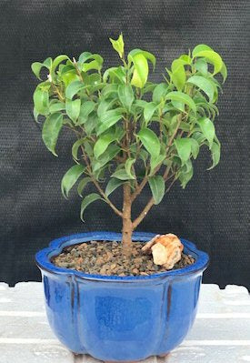 Ficus 'Too Little' Bonsai Tree - Small  (ficus benjamina "too little")