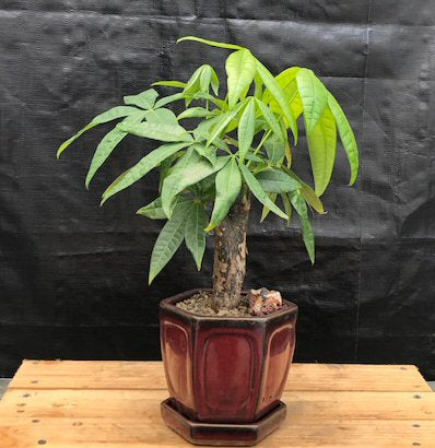 Money Bonsai Tree - Stump Style   (Pachira Aquatica)