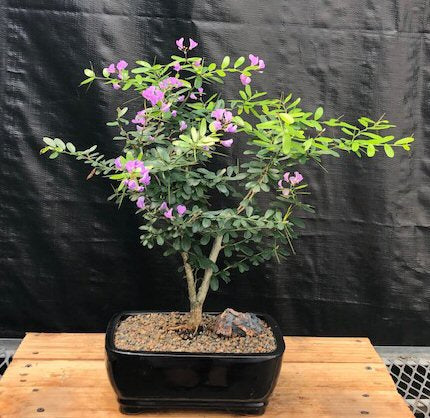 Flowering Desmodium Bonsai Tree   (Desmodium Unifoliatium)