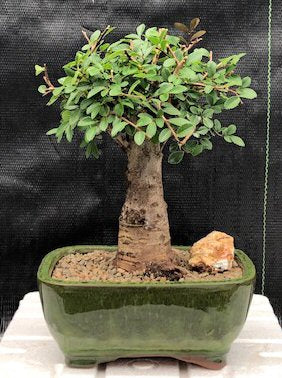Chinese Elm Bonsai Tree - Aged  Straight Trunk Style - Large  (ulmus parvifolia) - Isis & Osiris