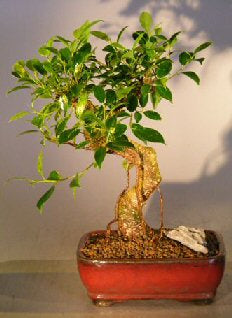 Ficus Retusa Bonsai Tree - Medium  Curved Trunk Style - Isis & Osiris