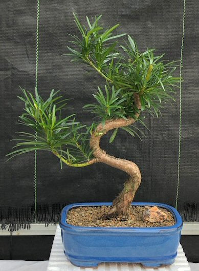 Flowering Podocarpus Bonsai Tree "curved" - Medium  (podocarpus macrophyllus) - Isis & Osiris