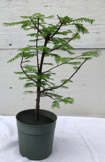 Pre Bonsai Redwood Bonsai Tree - Large  (metasequoia glyptostroboides)