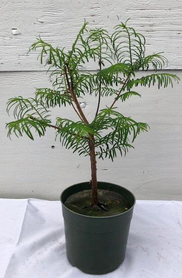 Pre Bonsai Redwood Bonsai Tree - Medium   (metasequoia glyptostroboides)
