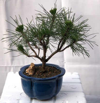 Mugo Pine Bonsai Tree - Small   (pinus mugo 'valley cushion') - Isis & Osiris