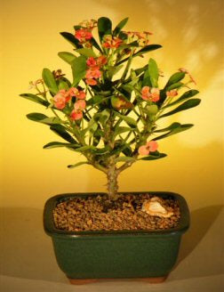 Flowering Crown of Thorns Bonsai Tree