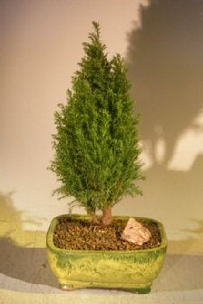 European Cypress Evergreen Bonsai Tree   (chamaecypari Iawsoniana 'ellwoodii')