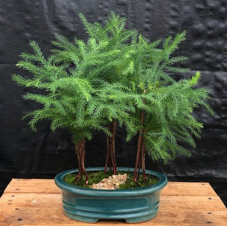 Norfolk Island Pine Bonsai Tree Three (3)