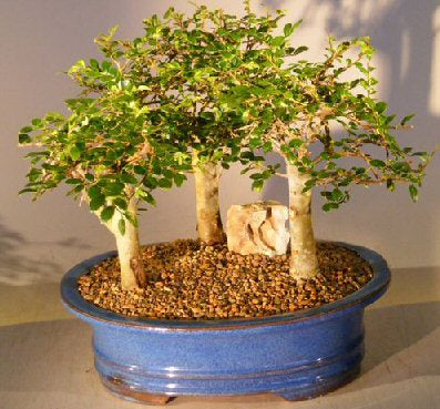 Chinese Elm Bonsai Tree - Aged  Three (3) Tree Forest Group   (ulmus parvifolia) - Isis & Osiris