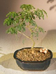 Flowering Brazilian Raintree Bonsai Tree - Small   (pithecellobium tortum)