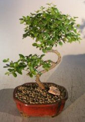 Flowering Sweet Plum- Medium  Curved Trunk Style   (sageretia theezans)